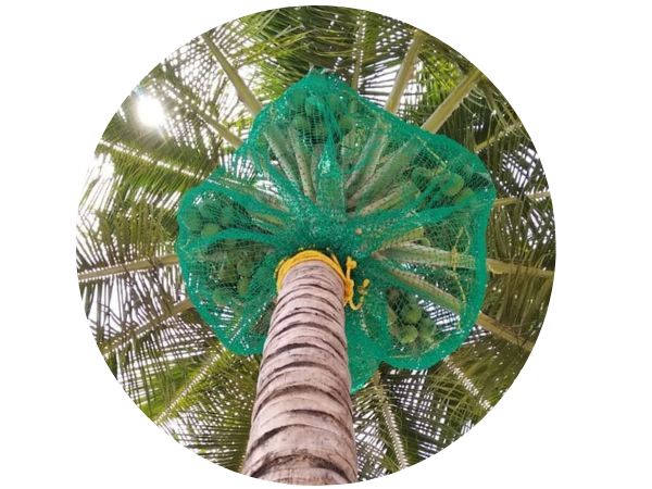 Coconut Tree Safety Nets in Bangalore