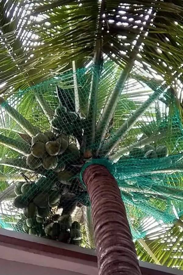 Deepa Coconut Tree Safety Nets Service in Bangalore