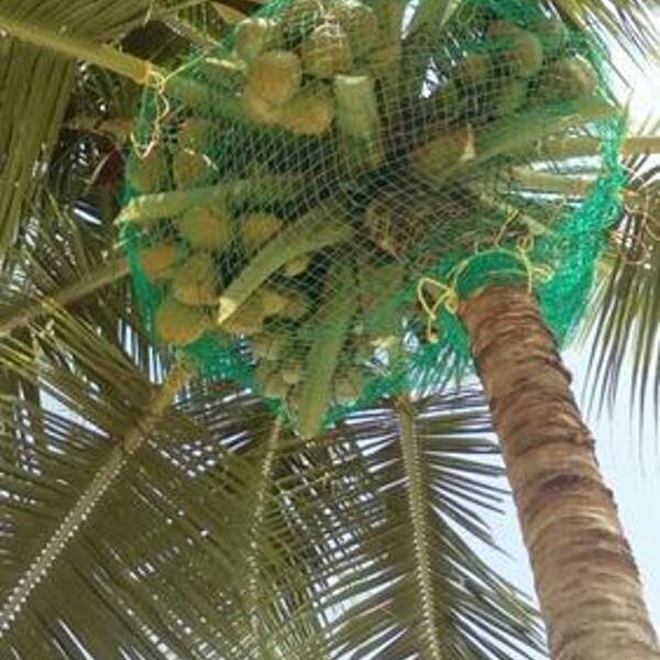 Coconut Tree Safety Netting Near Me in Bangalore