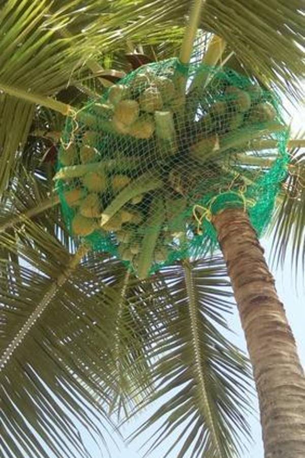 Coconut Tree Safety Netting Near Me in Bangalore