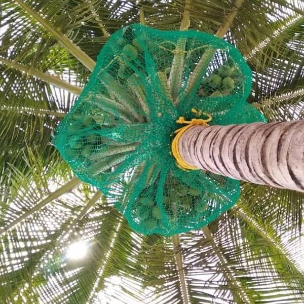 Coconut Tree Safety Netting Service in Bangalore