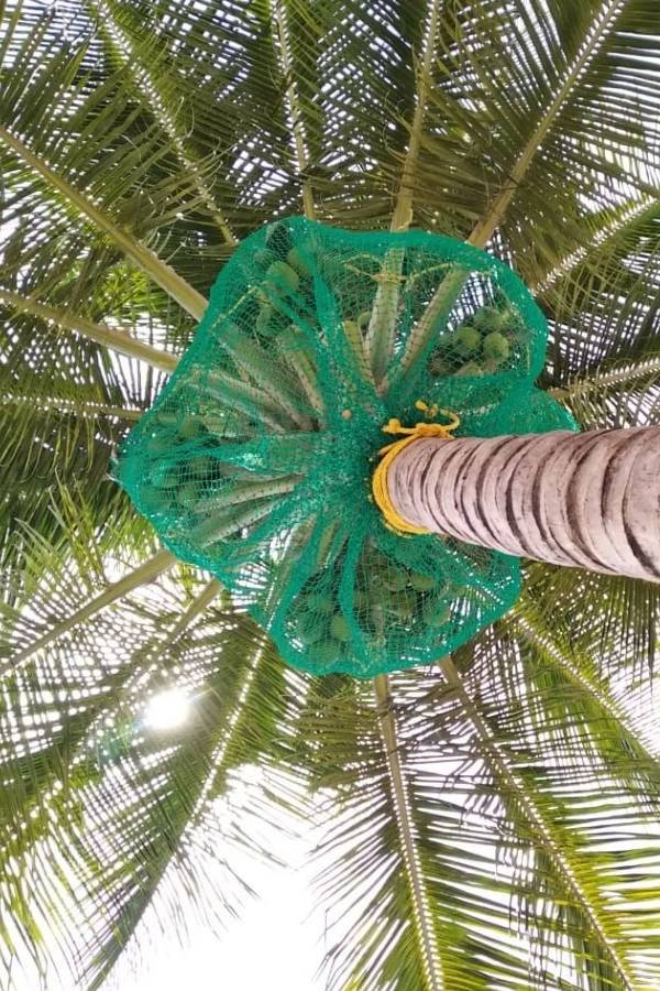 Coconut Tree Safety Netting Service in Bangalore