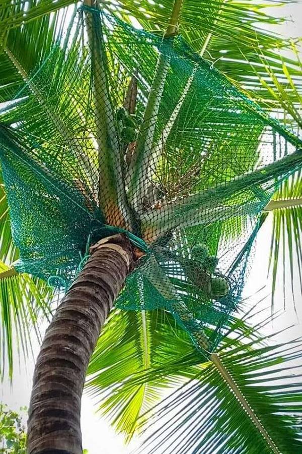 Car Parking Lot Coconut Tree Safety Nets in Bangalore