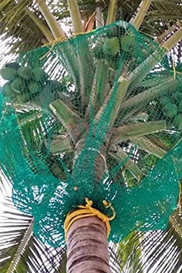 Deepa Coconut Tree Protection Nets in Bangalore