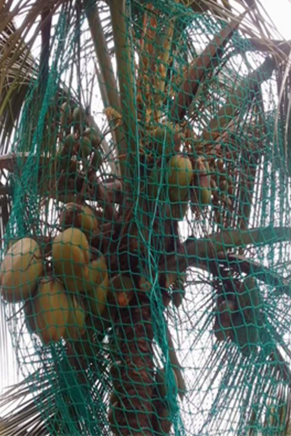 Deepa Coconut Tree Safety Nets in Bangalore